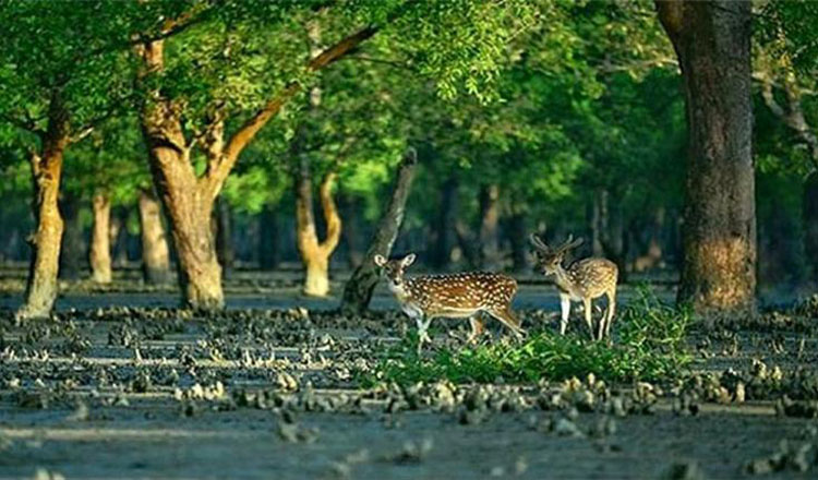 জীববৈচিত্র্য রক্ষায় তিন মাসের জন্য সুন্দরবন বন্ধ ঘোষণা