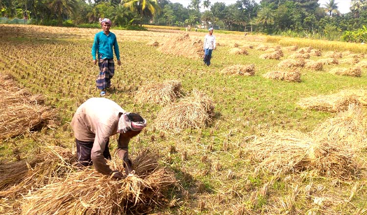 কুষ্টিয়ায় চলছে আমন ধান চাল সংগ্রহ অভিযান
