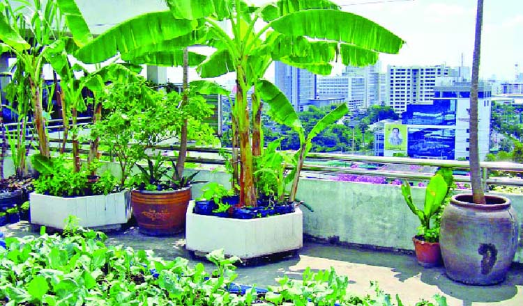 নিরাপদ খাদ্য এবং নির্মল বাতাসের জন্য ছাদ বাগানের বিকল্প নেই জানিয়েছেন পরিবেশ উপদেষ্টা