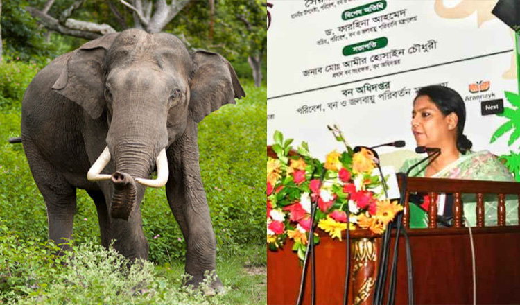 হাতির আক্রমণে ক্ষতিগ্রস্তদের ক্ষতিপূরণ সহজীকরণে গুরুত্বারোপ করেছে পরিবেশ উপদেষ্টা