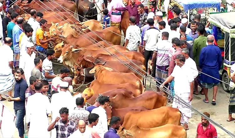 রাজধানীর পশুর হাটে বাড়ছে ক্রেতা-বিক্রেতার ভিড়