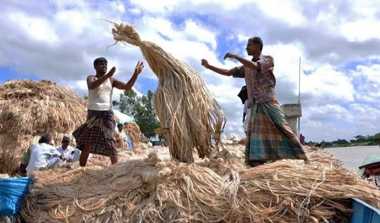 পাটখাত পুনরুজ্জীবনে ১ বছরে গুরুত্বপূর্ণ পদক্ষেপ নিয়েছে অন্তর্বর্তী সরকার